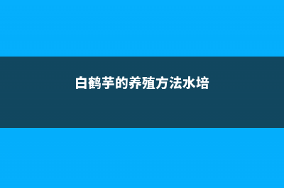 白鹤芋的养殖方法和注意事项有哪些 (白鹤芋的养殖方法水培)