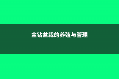 金钻盆栽的养殖方法和注意事项 (金钻盆栽的养殖与管理)