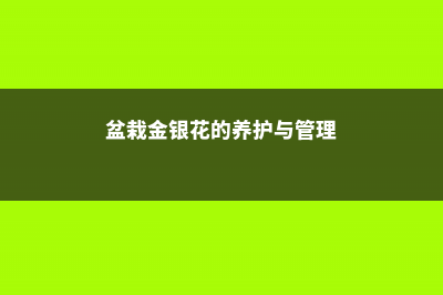 盆栽金银花的养殖方法和注意事项 (盆栽金银花的养护与管理)