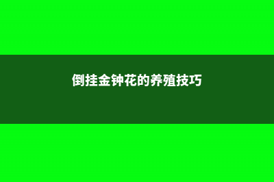 倒挂金钟花的养殖方法和注意事项 (倒挂金钟花的养殖技巧)