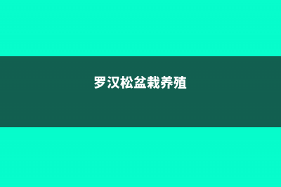 罗汉松盆栽的养殖方法和注意事项 (罗汉松盆栽养殖)