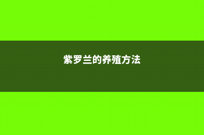 紫罗兰的养殖方法和注意事项 (紫罗兰的养殖方法)