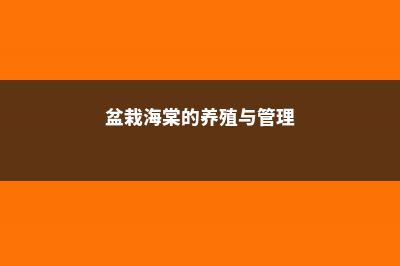 盆栽海棠的养殖方法和注意事项 (盆栽海棠的养殖与管理)