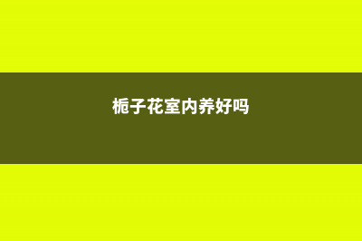 栀子花的室内养殖方法和注意事项 (栀子花室内养好吗)