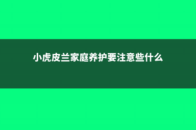 小虎皮兰的养殖方法和注意事项 (小虎皮兰家庭养护要注意些什么)