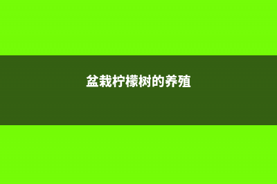 盆栽柠檬树的养殖方法和注意事项 (盆栽柠檬树的养殖)