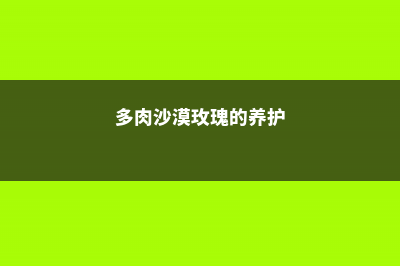 多肉沙漠玫瑰的养殖方法和注意事项 (多肉沙漠玫瑰的养护)