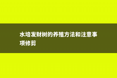 水培发财树的养殖方法和注意事项 (水培发财树的养殖方法和注意事项修剪)