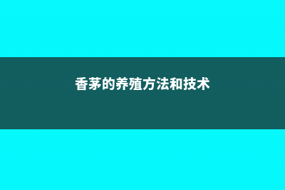 香茅的养殖方法和注意事项 (香茅的养殖方法和技术)