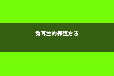 兔耳兰的养殖方法和注意事项 (兔耳兰的养殖方法)