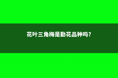 花叶三角梅的养殖方法和注意事项 (花叶三角梅是勤花品种吗?)