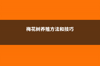 梅花树养殖方法和注意事项 (梅花树养殖方法和技巧)