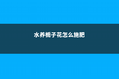 水养栀子花的养殖方法和注意事项 (水养栀子花怎么施肥)