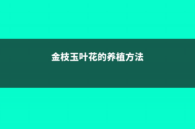 金枝玉叶花的养殖方法和注意事项 (金枝玉叶花的养植方法)