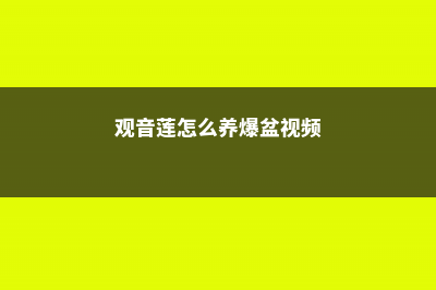 盆栽观音莲的养殖方法和注意事项 (观音莲怎么养爆盆视频)