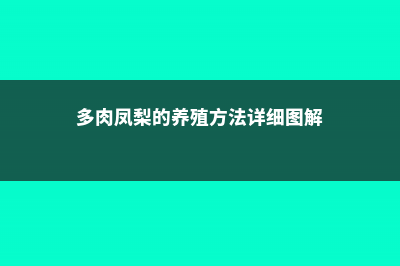 多肉凤梨的养殖方法和注意事项 (多肉凤梨的养殖方法详细图解)