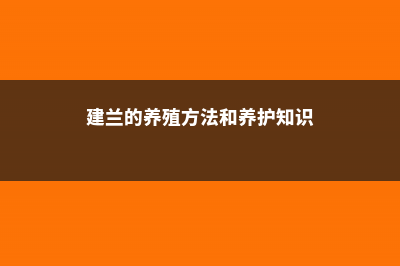 建兰的养殖方法和注意事项 (建兰的养殖方法和养护知识)