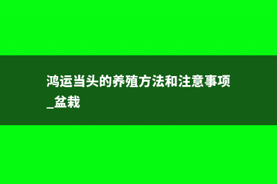 鸿运当头的养殖方法和注意事项 (鸿运当头的养殖方法和注意事项 盆栽)