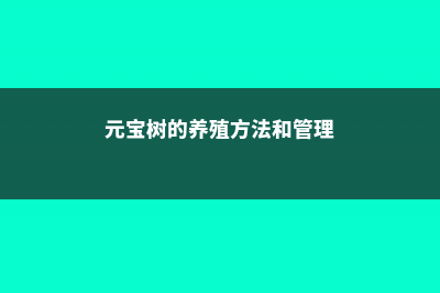 元宝树的养殖方法和注意事项 (元宝树的养殖方法和管理)