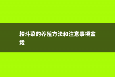 耧斗菜的养殖方法和注意事项 (耧斗菜的养殖方法和注意事项盆栽)