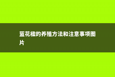 蓝花楹的养殖方法和注意事项 (蓝花楹的养殖方法和注意事项图片)