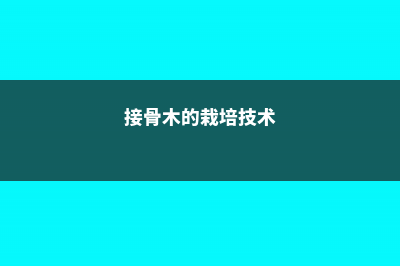 接骨木的养殖方法和注意事项 (接骨木的栽培技术)