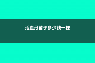 活血丹的养殖方法和注意事项 (活血丹苗子多少钱一棵)