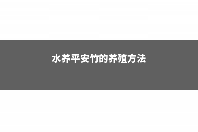 水养平安竹的养殖方法和注意事项 (水养平安竹的养殖方法)