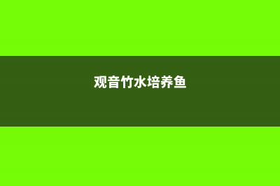 观音竹的水培养殖方法和注意事项 (观音竹水培养鱼)