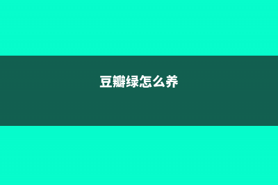 金边豆瓣绿的养殖方法和注意事项 (豆瓣绿怎么养)