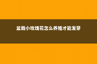 盆栽小玫瑰的养殖方法和注意事项 (盆栽小玫瑰花怎么养殖才能发芽)