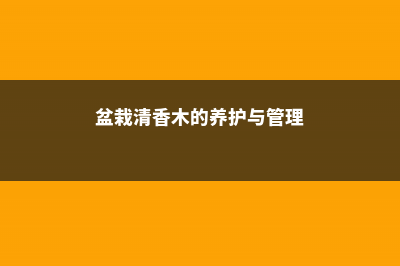 盆栽清香木的养殖方法和注意事项 (盆栽清香木的养护与管理)