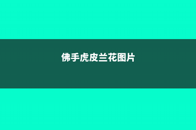 佛手虎皮兰养殖方法和注意事项 (佛手虎皮兰花图片)