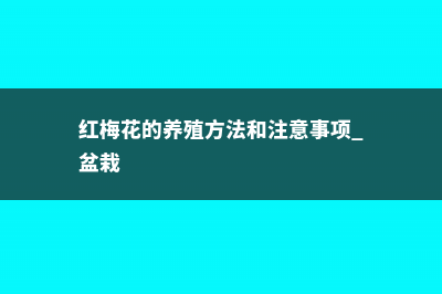 红梅花的养殖方法和注意事项 (红梅花的养殖方法和注意事项 盆栽)