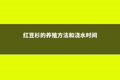 红豆杉的养殖方法和注意事项 (红豆杉的养殖方法和浇水时间)