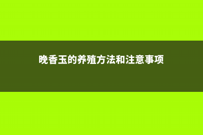 晚香玉的养殖方法和注意事项 (晚香玉的养殖方法和注意事项)