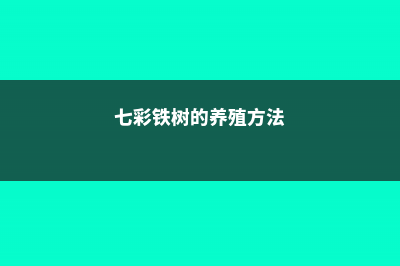 铁树的养殖方法和注意事项 (七彩铁树的养殖方法)