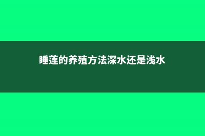 睡莲的养殖方法和注意事项 (睡莲的养殖方法深水还是浅水)