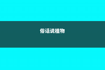 谁说“植物”不值钱？这“4种”盆景，养个两三年，给多少钱都不卖 (俗话说植物)