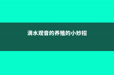 滴水观音的养殖方法和注意事项 (滴水观音的养殖的小妙招)