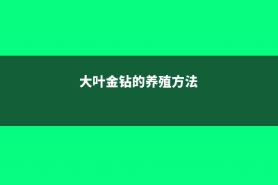 金钻的养殖方法和注意事项 (大叶金钻的养殖方法)