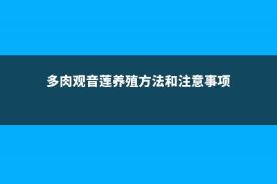 多肉观音莲养殖方法和注意事项 (多肉观音莲养殖方法和注意事项)