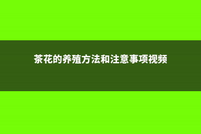 茶花的养殖方法和注意事项 (茶花的养殖方法和注意事项视频)