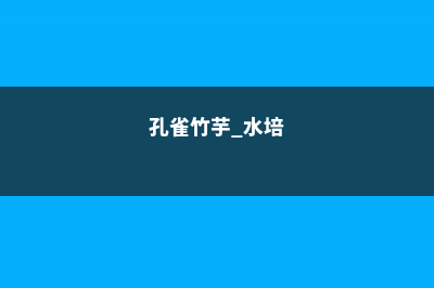 孔雀竹芋水培养殖方法和注意事项 (孔雀竹芋 水培)