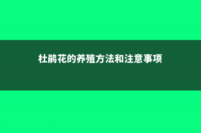 杜鹃花的养殖方法和注意事项 (杜鹃花的养殖方法和注意事项)