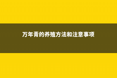 万年青的养殖方法和注意事项 (万年青的养殖方法和注意事项)