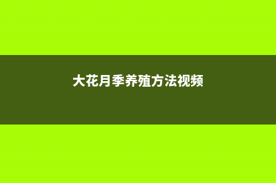 大花月季养殖方法和注意事项 (大花月季养殖方法视频)