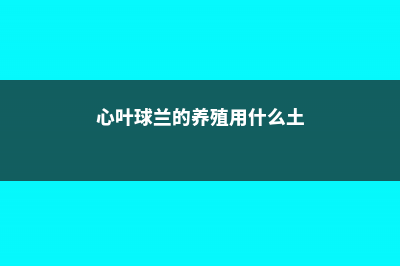 心叶球兰的养殖方法和注意事项 (心叶球兰的养殖用什么土)