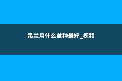 小吊兰用什么盆栽最好 (吊兰用什么盆种最好 视频)