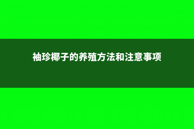 袖珍椰子的养殖方法和注意事项 (袖珍椰子的养殖方法和注意事项)